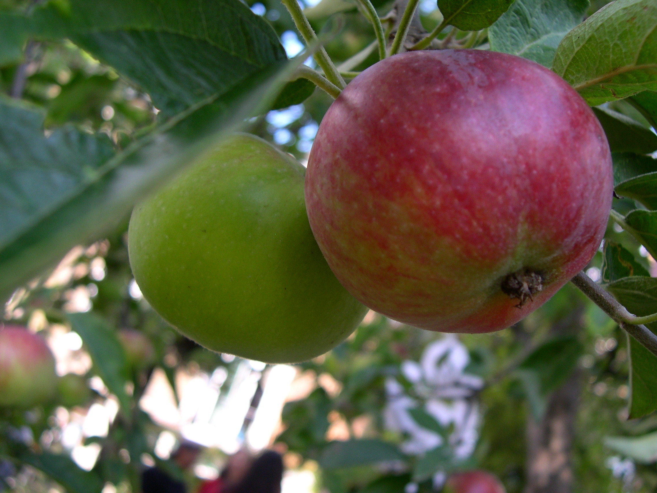 red and green apple hanging off a tree