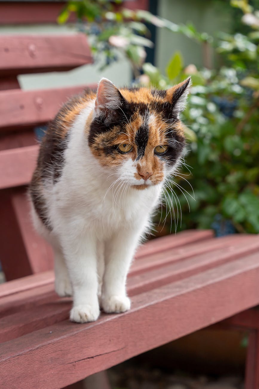 charming calico cat sitting on garden bench