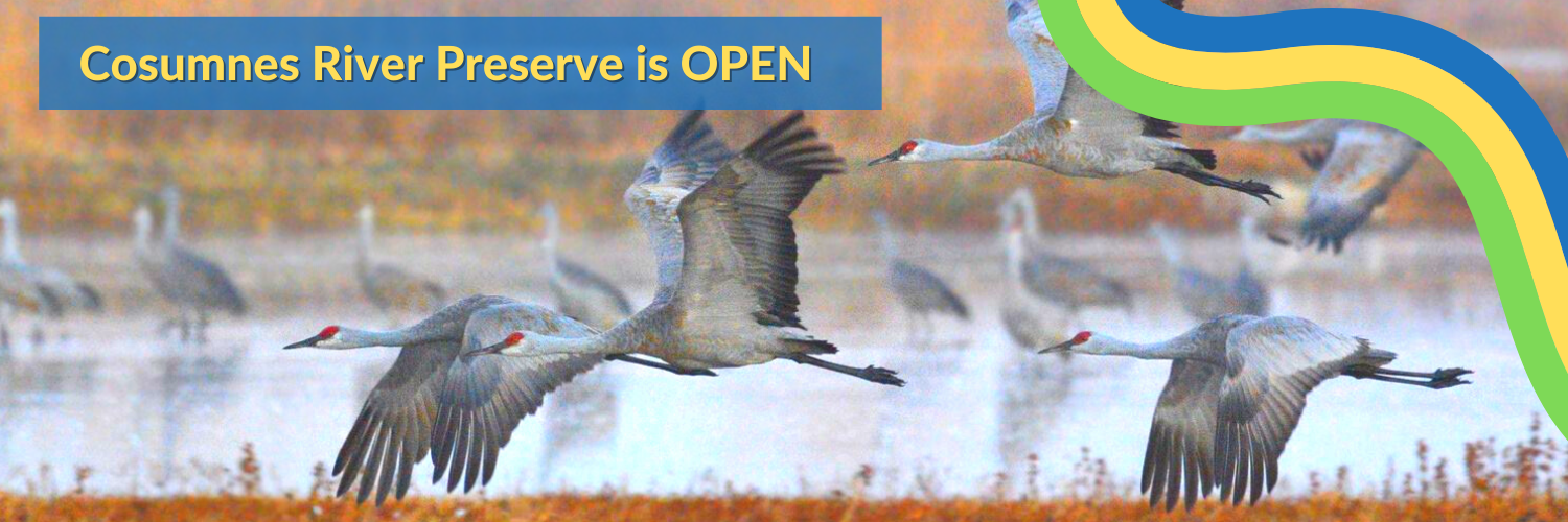 The cosumnes river preserve partnership envisions the permanent protection of floodplains, wetlands, valley oak riparian forests, vernal pool grasslands, and . Homepage Cosumnes River Preserve