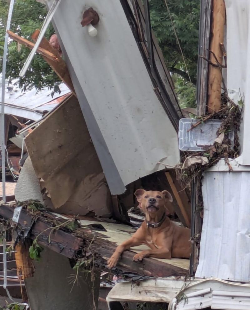 Miranda Lambert’s MuttNation-Tractor Supply Relief for Rescues Fund Provides $350K+ for Flood Recovery
