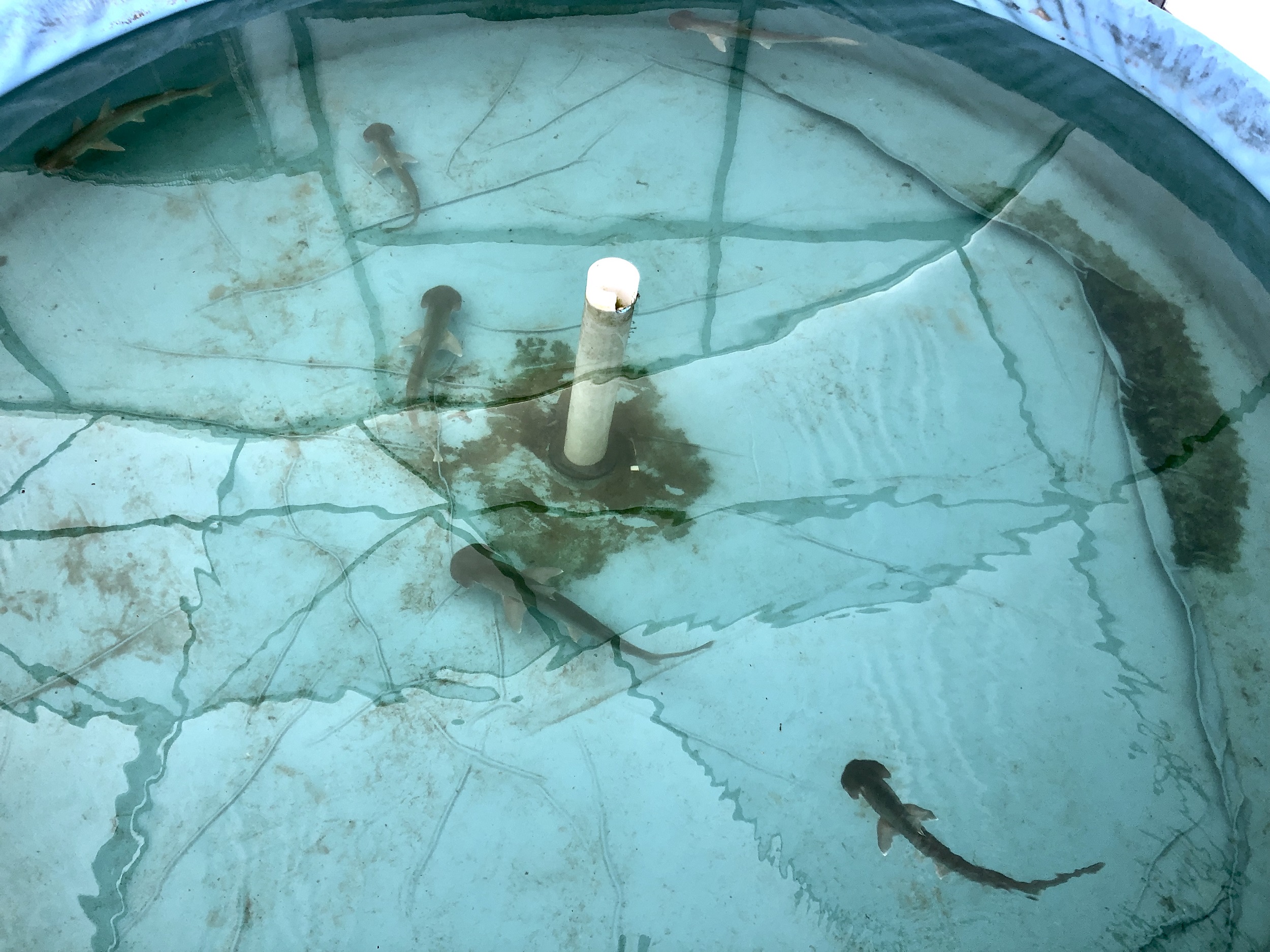 Sharks Use Magnetic Fields Like a Map, Study Finds - Vimarsana News