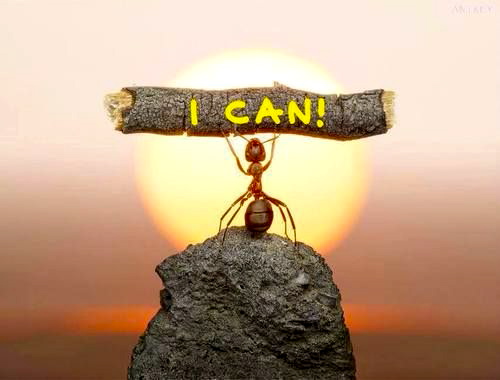 Types Of Rubber Plants Care Of Elastica Robusta Decora Burgundy