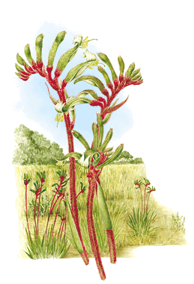 It has our floral and fauna emblems, the sturt's desert rose, . Western Australia - Floral Emblems - Australian Plant