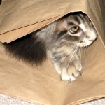 Peek-A-Boo Tsunami