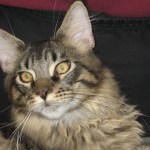 My Sweet Kitty - Legend