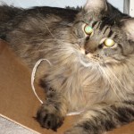Paper Shredder