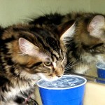 Magellan - Seeing Double