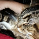 Magellan At Rest