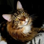 Magellan - National Answer Your Cat's Question Day