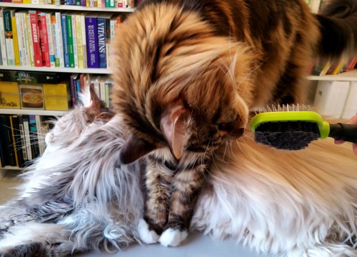The Little Interloper