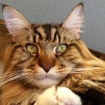 Magellan-at-Create-With-Joy.com