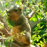 squirrel-watching