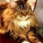 magellan
