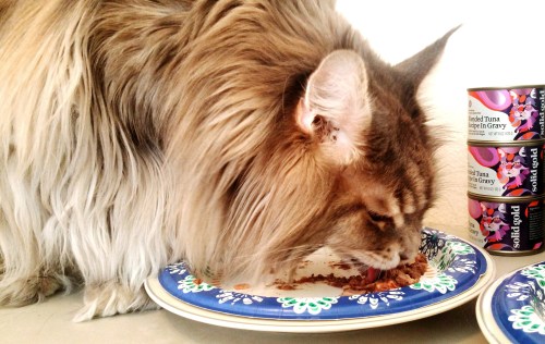 http://www.create-with-joy.com/2018/06/wordless-wednesday-five-oceans-canned-cat-food-is-solid-gold.html
