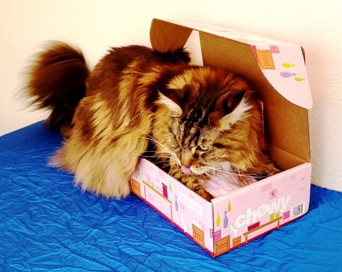 Magellan-Breaks-Into-Goody-Box-Create-With-Joy.com