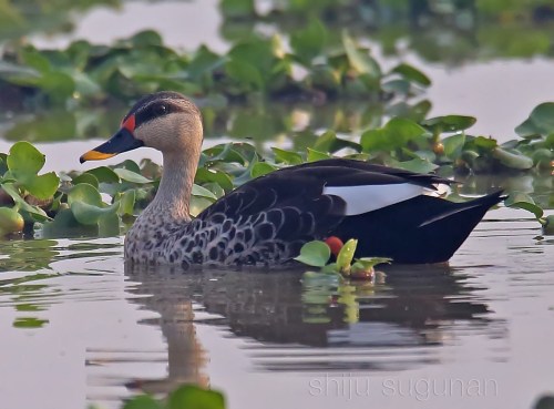 Weekday Birding