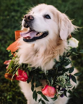 Wedding Dog