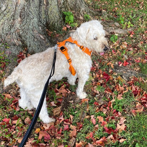 Maria's Dog - Hello Autumn