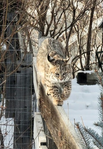 Bobcat