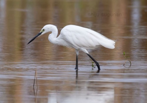 Egret