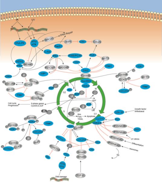 Animal cells contain at least nine cdks, four of which, cdk1, 2, 3, and 4,. Cell Cycle Kinases Phosphatases Creative Diagnostics
