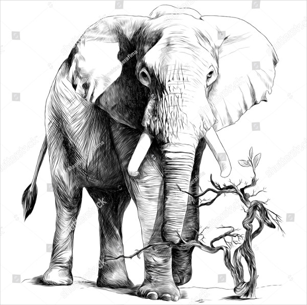 Elephant Drawings for Kid