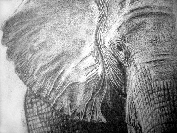 Elephant Drawing