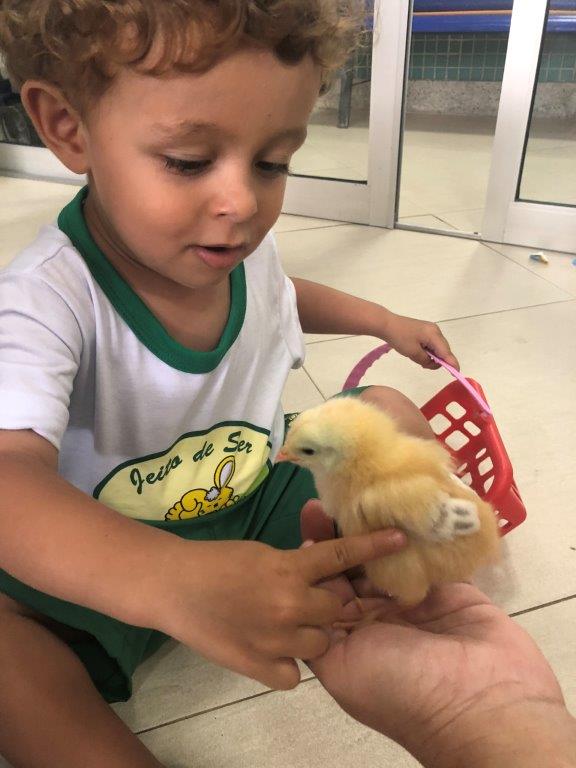 Foto 46 de Pintinho Amarelinho na nossa Escola