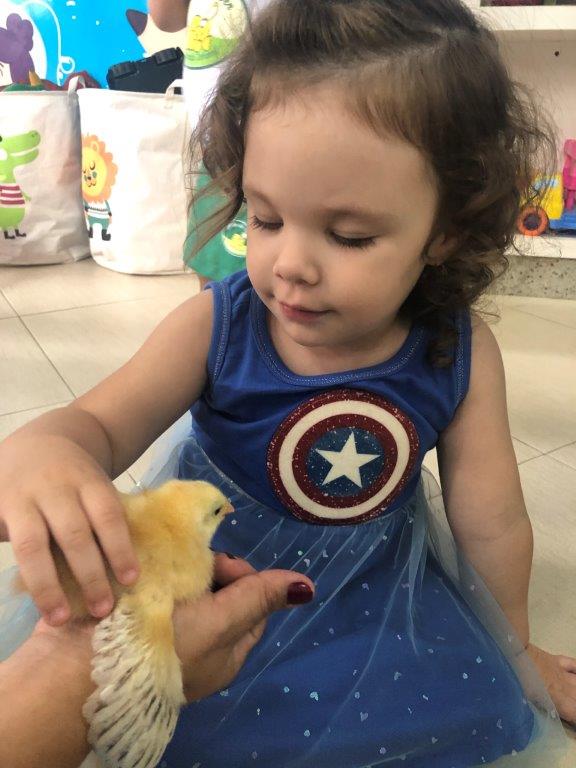 Foto 47 de Pintinho Amarelinho na nossa Escola