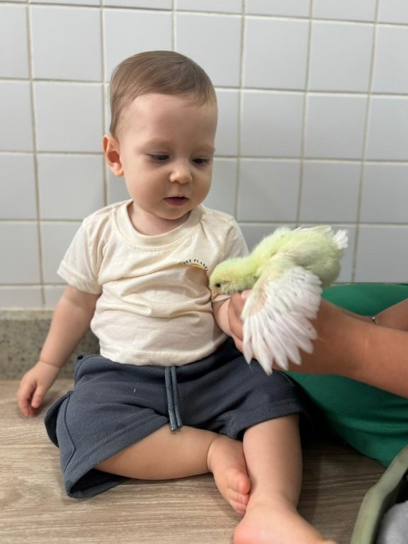 Foto 30 de O Pintinho Amarelinho visitou o Berçário