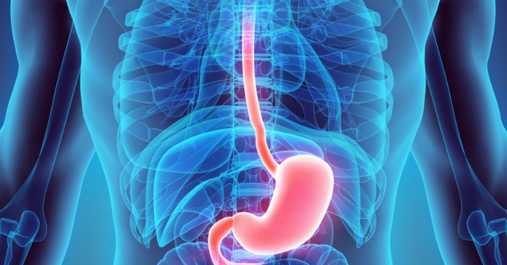 When bone loss is significant, the result is osteoporosis. Human Stomach Can Dissolve Stainless Steel Crispbot