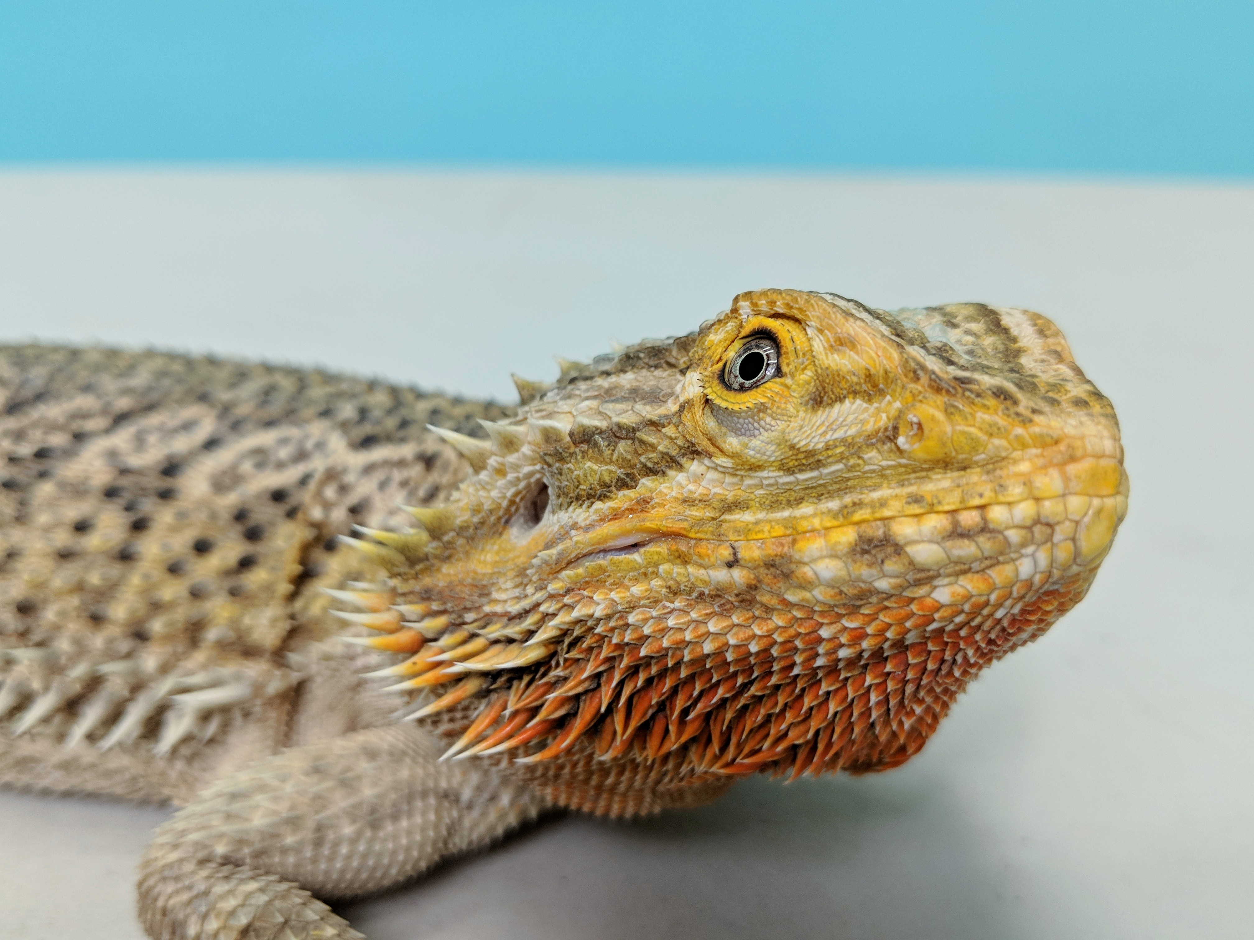 Meet The Colossal Bearded Dragon That Broke The Internet! - 6y9a2x7