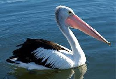 The Pelican C S W D