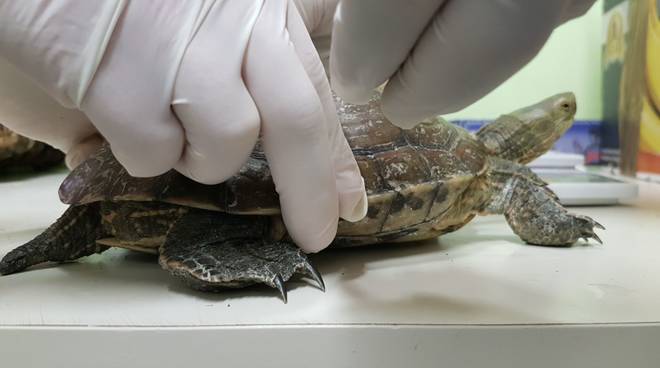 Pollica, nasce un "ospedale" per tartarughe all'interno del Museo Vivo del Mare di Pioppi