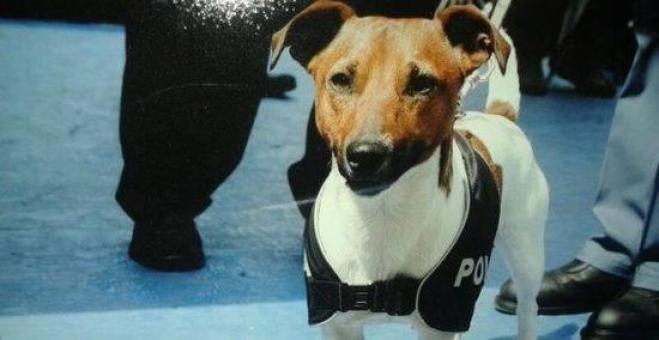 Nocera, beccato dal segugio “Pocho” con la droga: nocerino allontanato da Salerno