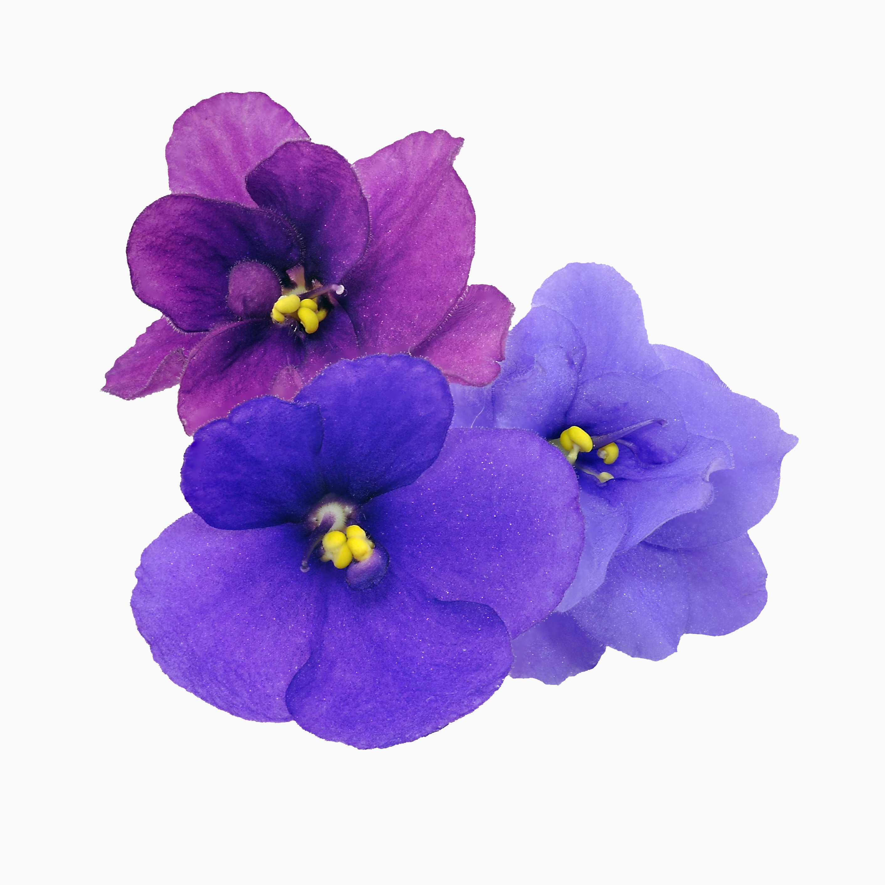 violets