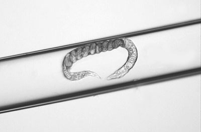 elegans-in-straw