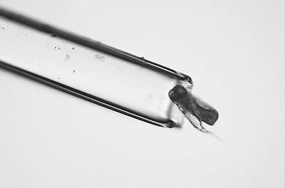 elegans-pulling-into-straw