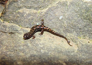 CUMBERLAND DUSKY SALAMANDER: (TENNESSEE, USA)