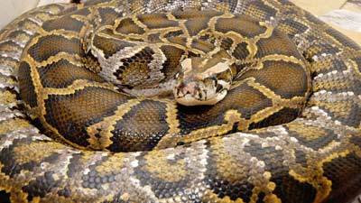 GIANT PYTHON ON THE LOOSE IN U.K.