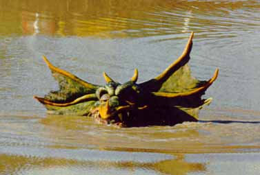 AUSTRALIAN MONSTERS UNLEASHED!