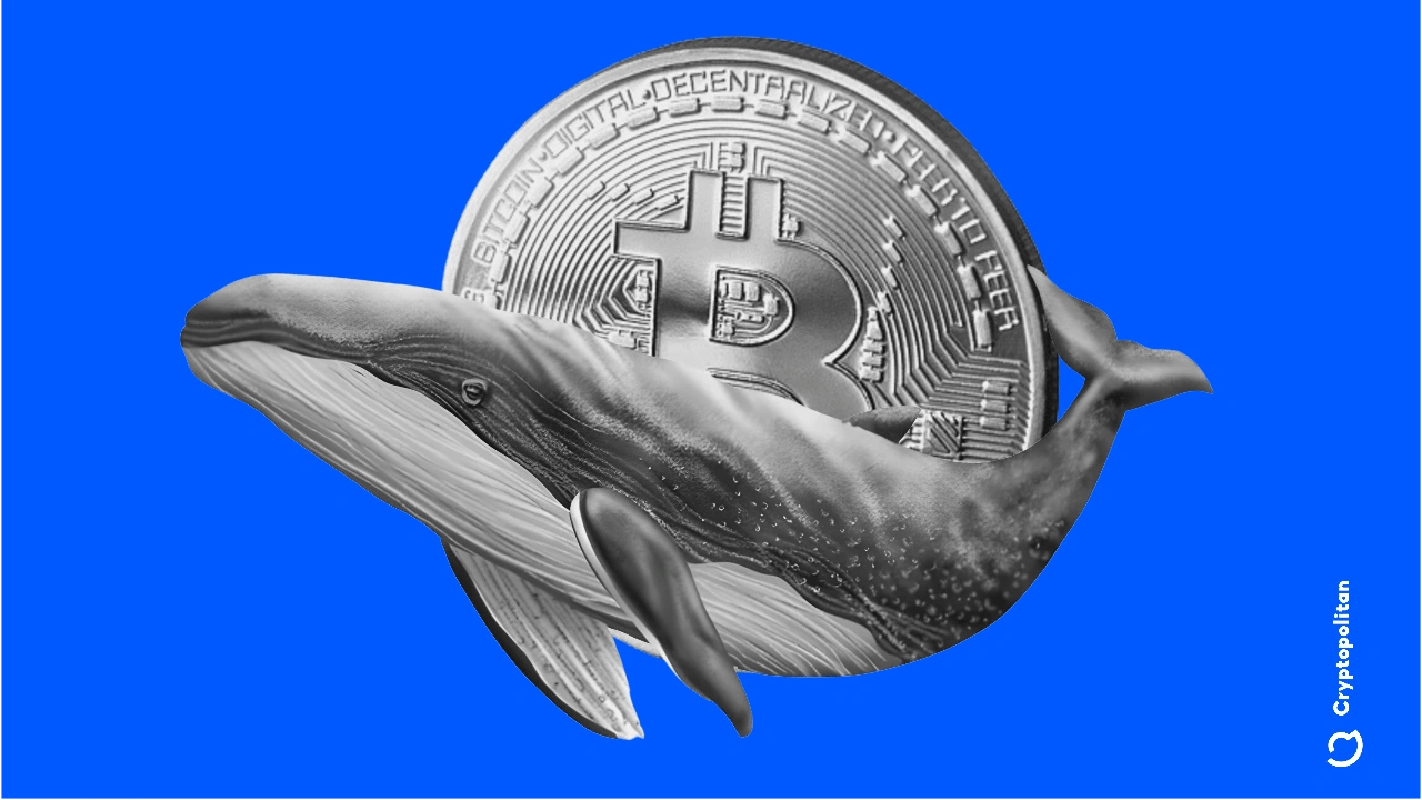 Whale influence on exchanges hits 10-month peak