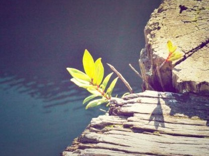Lightweight Retina Ready JS Image Lazy Load Library – Layzr.js