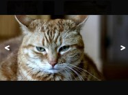 Pure JavaScript Gallery Lightbox Library - LightBox