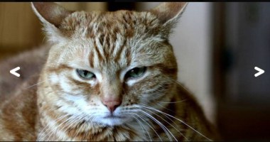 Pure JavaScript Gallery Lightbox Library - LightBox