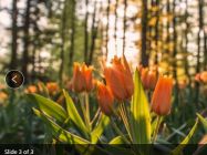 multi-purpose-javascript-slideshow-library-slideshow-js