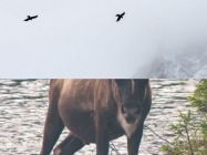 fixed-position-parallax-scroll-effect-pure-css