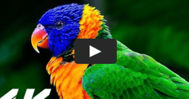 Lazy Load Youtube Video With JavaScript - llyv.js-min