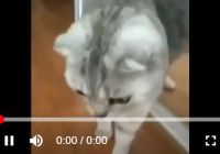 Interactive HTML5 Video Player In Vanilla JavaScript - ivid