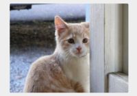 Accessible Image Lazy Load In Pure JavaScript - gandul.js